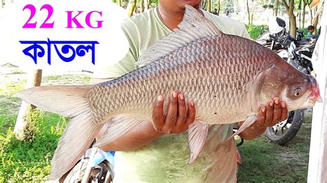 ঐতহসক নটর জলকর দঘত বশল কতল মছ শকর Akib catching big