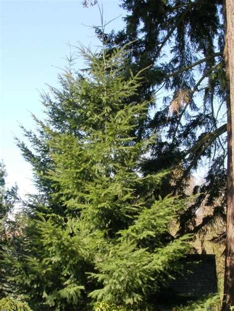 Pseudotsuga Menziesii Douglas Fir Brooks Tree Farm