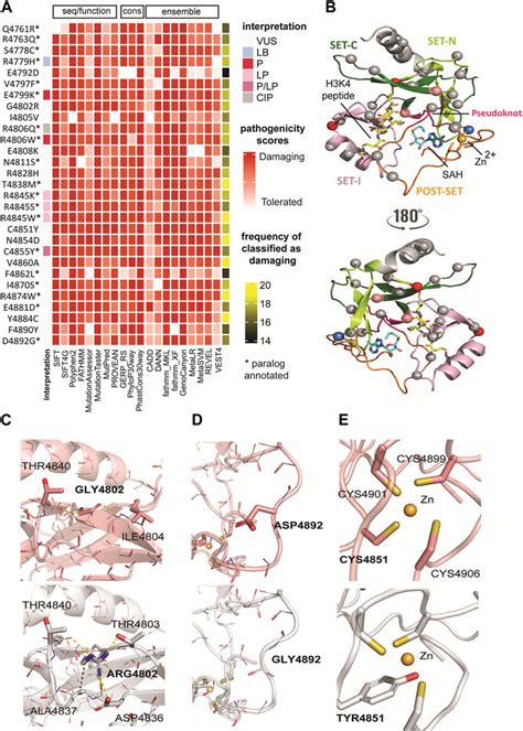 Frontiers Deep Computational Phenotyping Of Genomic Variants