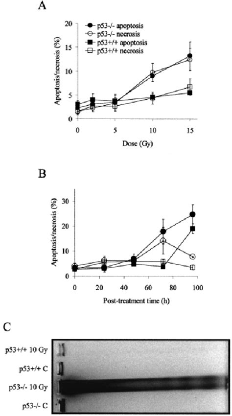 Apoptosis and necrosis after γ ray irradiation of p53 ϩ ϩ and p53