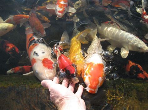 Hand Feeding Koi Photos Hydrosphere Water Gardens