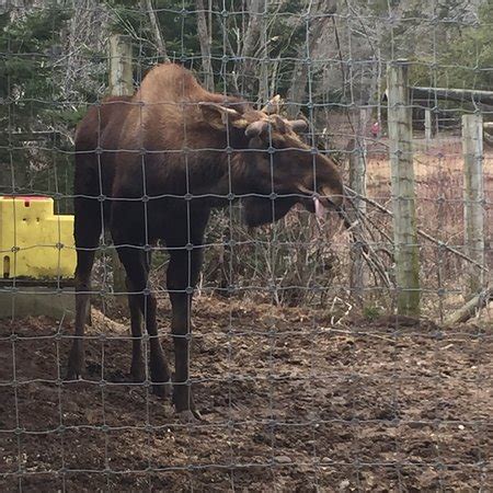 Shubenacadie Wildlife Park - All You Need to Know BEFORE You Go ...