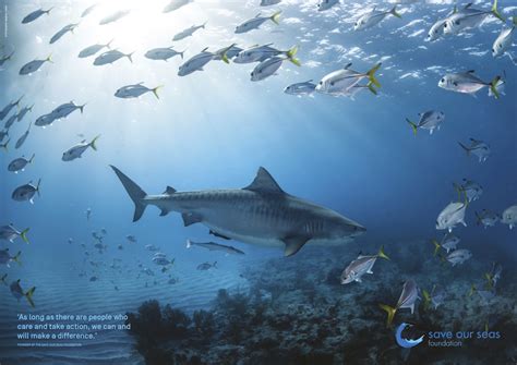 Shark Fact Poster By The Save Our Seas Foundation Sosf Shark