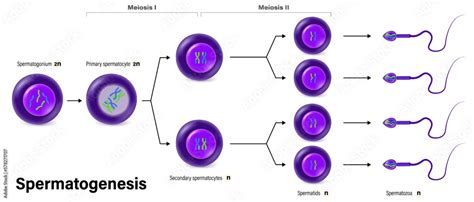 Spermatogenesis Cell Division Gametogenesis Meiosis Human