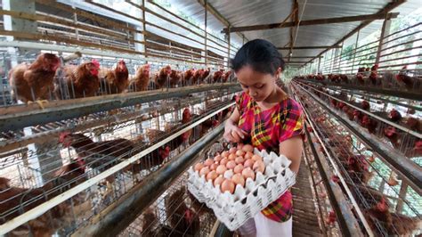 Harga Ayam Petelur Newstempo