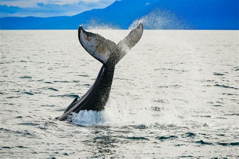 Husavik Whale Watching: Your Guide to an Icelandic Adventure!