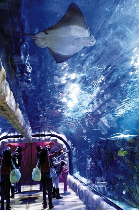 El Acuario Inbursa Tendr Noches De Leyenda Por El D A De Muertos