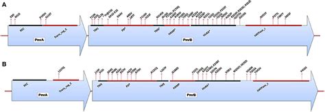 A Domains Of The Pmra Pmrb Two Component System And Positions Of All