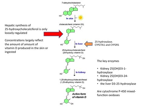 25 Oh Vitamin D Vit D Total