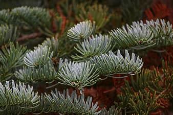 Plant Texture Nature Conifer Green Branch Coniferous Background