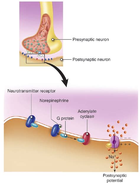 Synapses Anatomy And Physiology I Course Hero