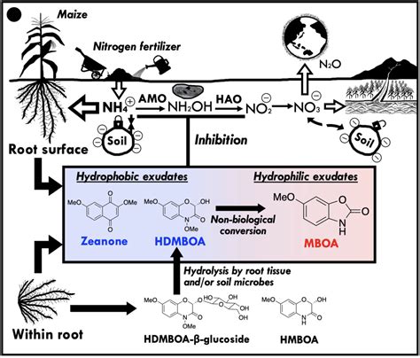 Successful Identification Of Key Compound For Biological Nitrification