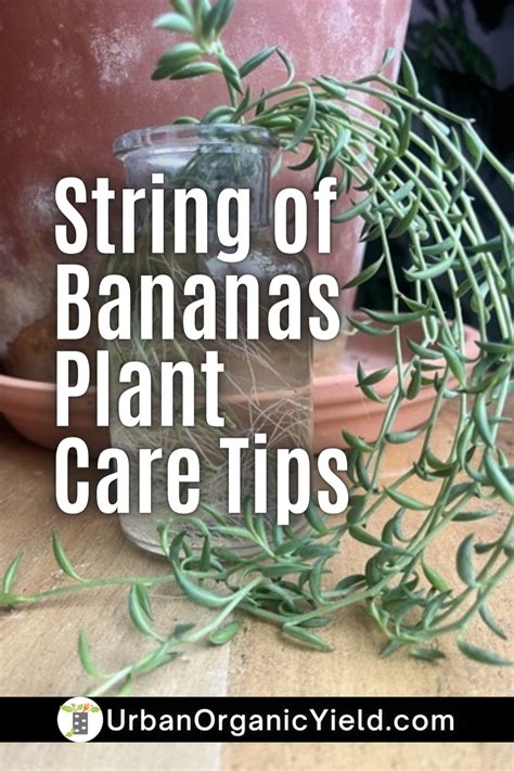 All About The String Of Banana Plant Artofit