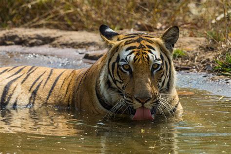 India Male Bengal Tiger Pantera Tigris License Image 13795811