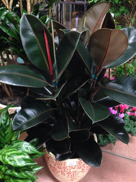 Ficus Decora Rubber Tree Like Bright Light This Burgundy Variety Has