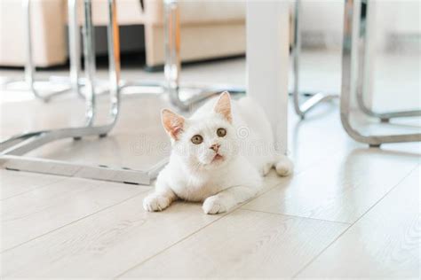 A White Cat Who Was Rescued On The Street With A Sore Eye Sits On The