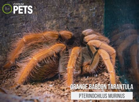 Orange Baboon Tarantula: Pterinochilus Murinus Care Guide