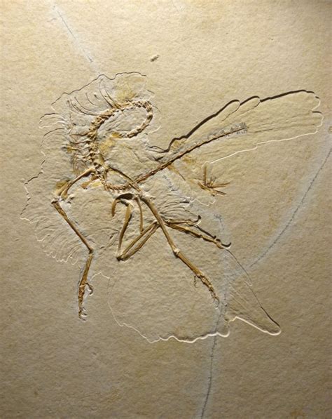 Ancient bird Archaeopteryx's feathery details revealed by fossil | CBC News