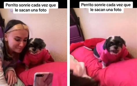 Cachorro Se Vuelve Viral En Tiktok Por Sonre R En Sus Fotos La Verdad