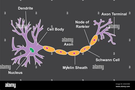 Scientific Designing Of Neuron Structure Colorful Symbols Vector