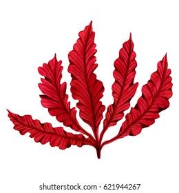 Red Seaweedkelp Algae Ocean Watercolor Hand Stock Illustration