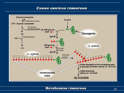 Метаболизм гликогена. (Лекция 4) - презентация онлайн