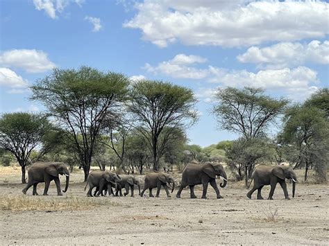 Safari Tansania Marcus Schmid Flickr