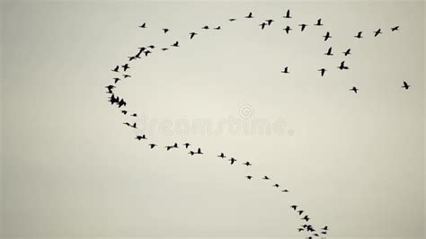 Flock Of Migratory Birds Cormorants Flying In Formation Silhouette Of