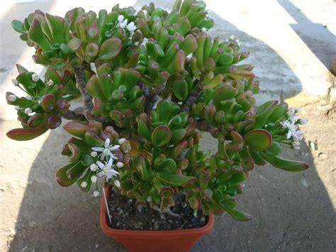 Crassula ovata - Alchetron, The Free Social Encyclopedia