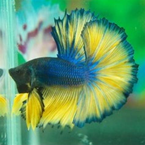 Betta mâle Halfmoon moutarde Les patrons de coloration peuvent var