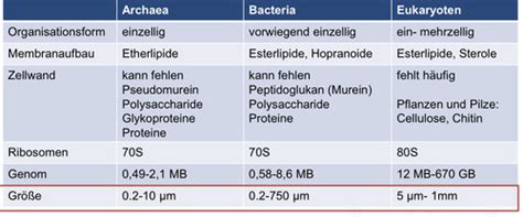 Eukaryoten Prokaryoten Karteikarten Quizlet