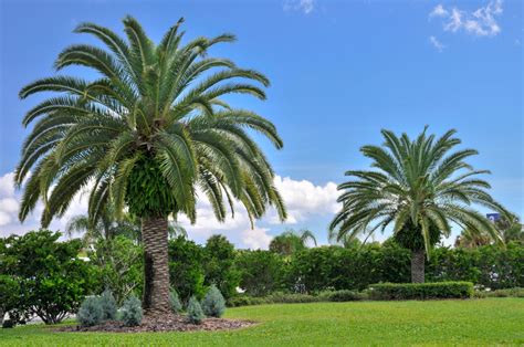 Cuánto tarda en crecer una palmera Huerto en casa