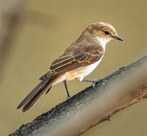 Marico Flycatcher Or Mariqua Flycatcher Melaenornis Mariq Flickr