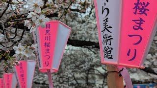 ライブ同時接続数グラフ後編高画質FHDお花見ライブカメラ隅田川沿い お花見 Sumida River Cherry Blossom