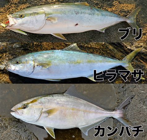 青物御三家 ブリとカンパチあと1つは？ 誰でもわかる3魚種の見分け方│ルアマガプラス