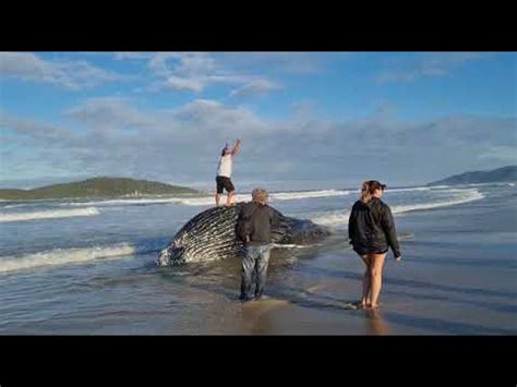 Baleia jubarte é encontrada morta presa à rede de pesca em