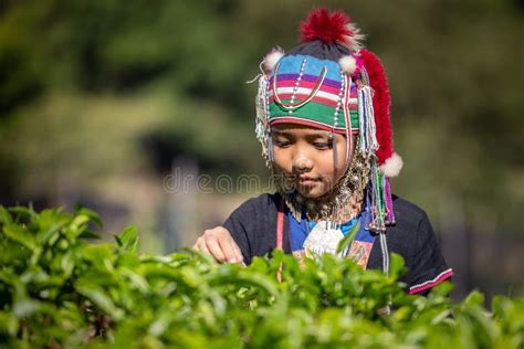 Girl Tribe Farmer Picking Tea Leaf Stock Photos Free Royalty Free