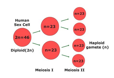 Biology Topics