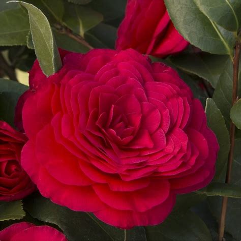 Camellia Japonica Rosso Parachute Form Caragh Nurseries