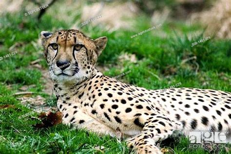 Male Cheetah Acinonyx Jubatus In A Forest Stock Photo Picture And