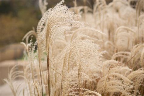 Aesthetic Pampas Grass Desktop Wallpaper A Photography Digital Print