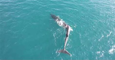 Petapixel Drone Camera Captures Huge Whale With Rare Case Of Severe