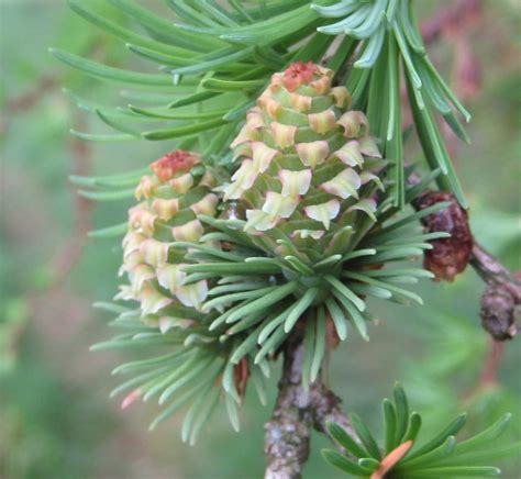 European Larch - Tree Guide UK European Larch identification