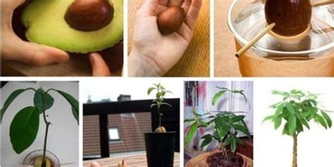 How To Grow Avocados In Containers Complete Growing Guide Natural