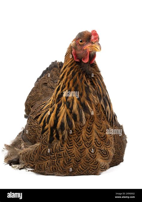 Chicken Brahma Isolated On White Background Stock Photo Alamy