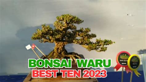 KUMPULAN BONSAI WARU JUARA BEST TEN 2023 YouTube