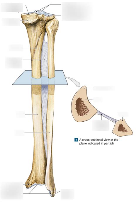 Tibia And Fibula Posterior View Diagram Quizlet