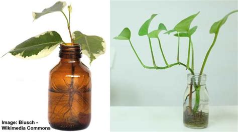 How To Grow Plants In Glass Bottles - Glass Designs