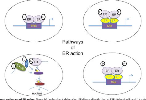 Figure From Estrogen Signaling Via Estrogen Receptor Semantic