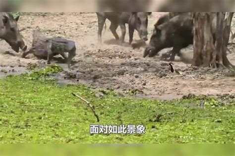 鳄鱼单闯野猪群，却被野猪连环暴揍